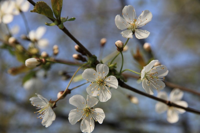 close up of white apple blossoms 