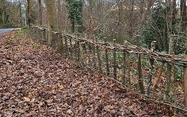 saplings woven into hedge surrounded by fallen autumn leaves