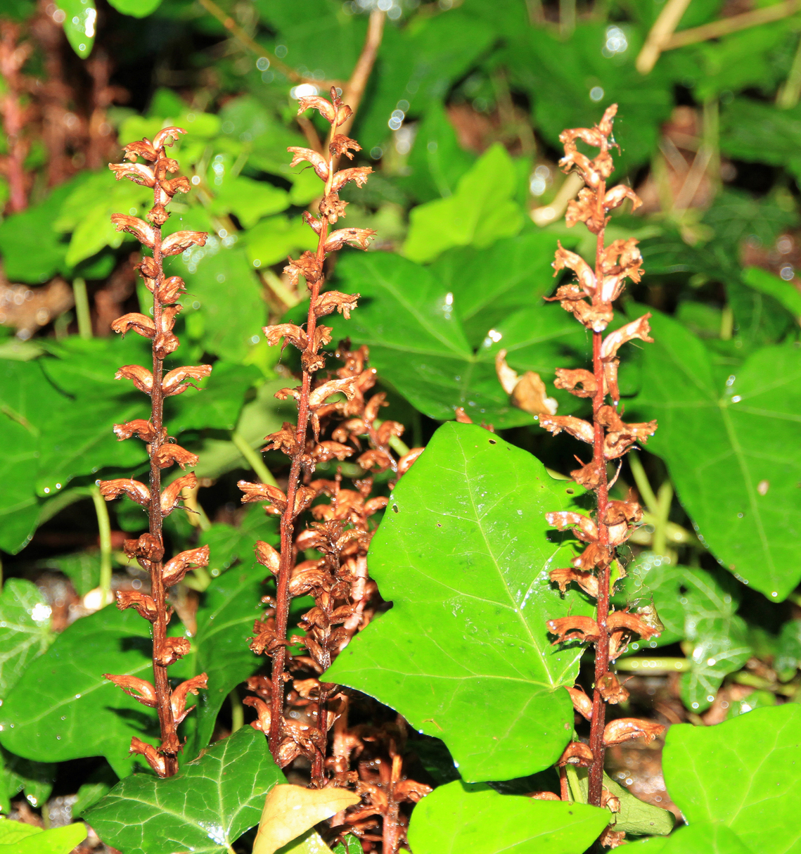 parasitic reddish brown plant sprouting off of ivy