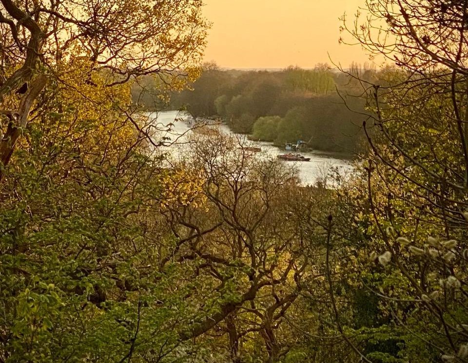 View of the Thames from Petersham Common Woods