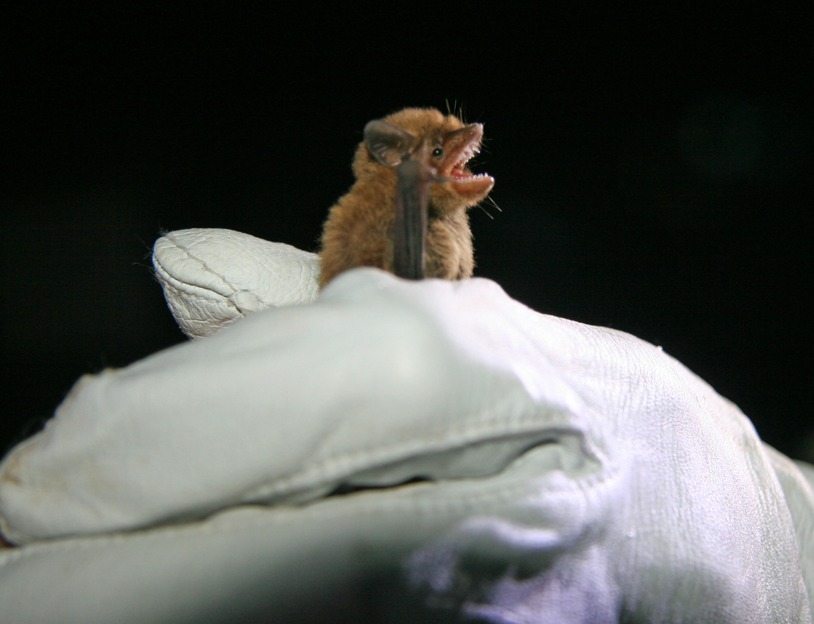 silly little bat with teeny tiny teethsies in someone&#39;s rude greedy hand