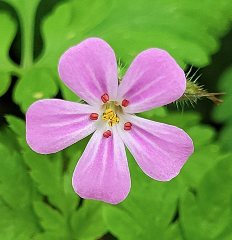 close up photo of pink wildflower with five petals