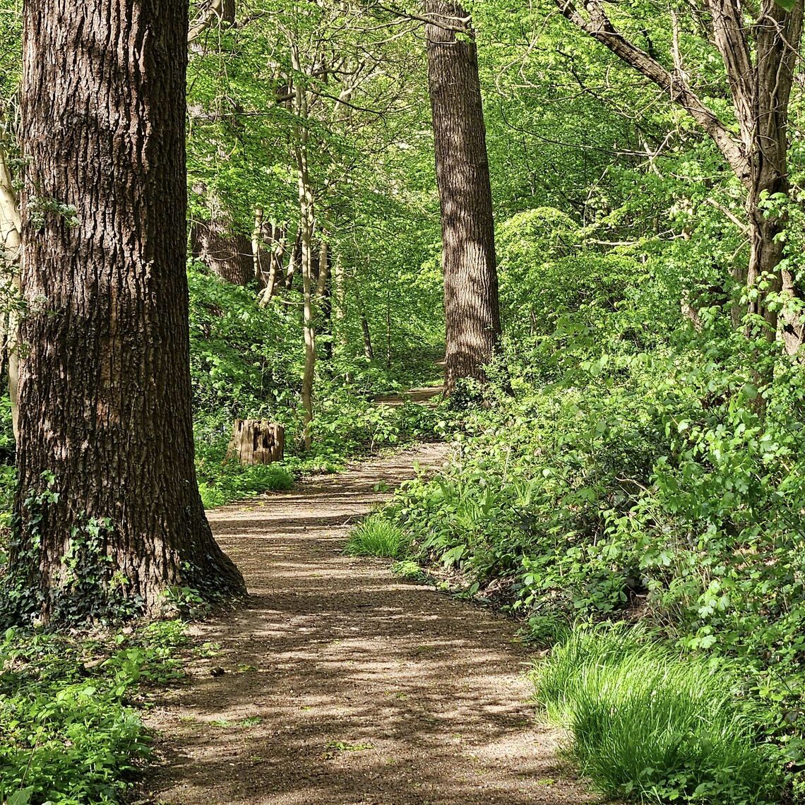 petersham common woods with rays of sun coming through the trees in the springtime. a winding path with bright green buds and leaves on the trees.